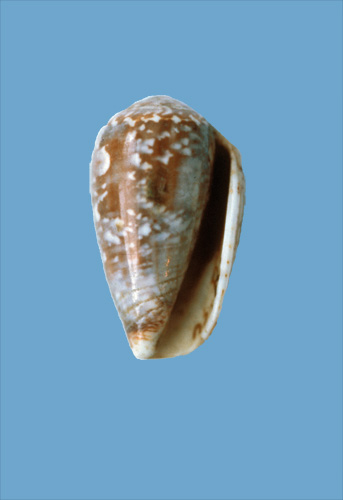 Conus nebulosus  Gmelin, 1791 Primary Type Image