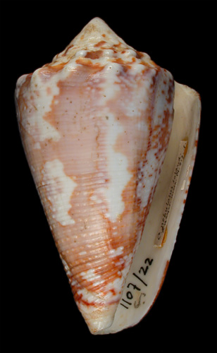 Conus nebulosus  Hwass in Bruguière, 1792 Primary Type Image