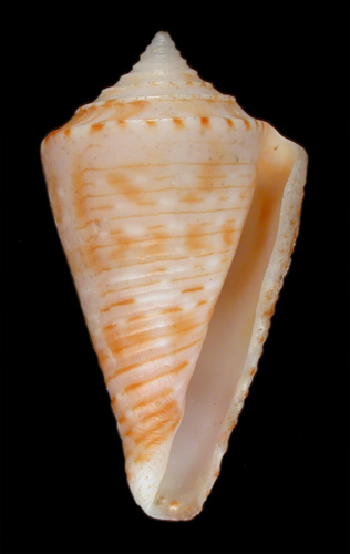 Conus nipponicus  da Motta, 1985 Primary Type Image