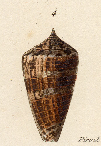 Conus nisus  Kiener, 1846 Original Figure Image