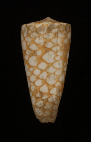 Conus nobilis  Linnaeus, 1758 Primary Type Image