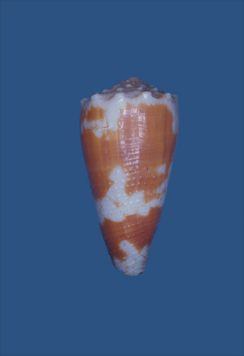 Conus nocturnus  Hwass in Bruguière, 1792 Primary Type Image