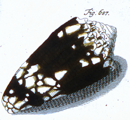 Conus nocturnus  [Lightfoot], 1786 Representation of Lectotype Image