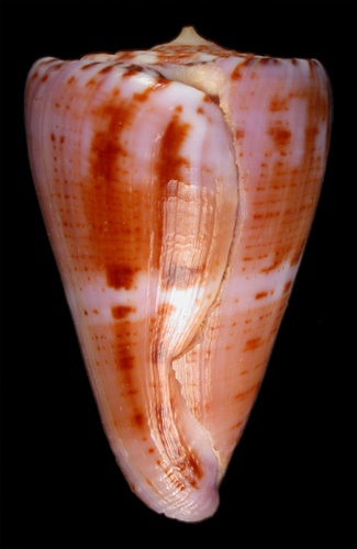 Conus (Dauciconus) norai  da Motta & Raybaudi, G., 1992 Primary Type Image