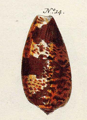 Conus nubecula  Gmelin, 1791 Representation of Lectotype Image