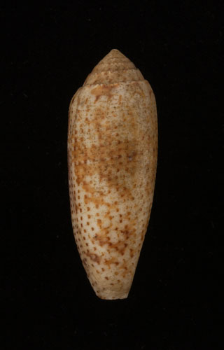 Conus nussatella  Linnaeus, 1758 Primary Type Image