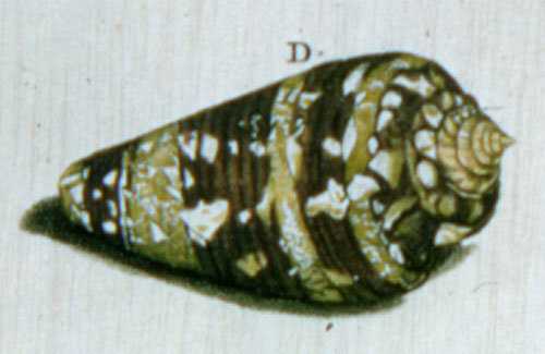 Conus ammiralis occidentalis  Linnaeus, 1758 Representation of Lectotype Image