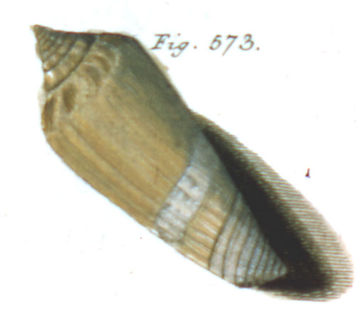 Conus ochroleucus  Gmelin, 1791 Representation of Lectotype Image