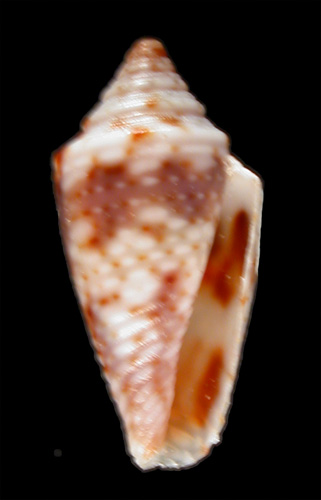 Conus biraghii omanensis  Moolenbeek & Coomans, 1993 Primary Type Image