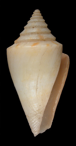 Conus optabilis  A. Adams, 1854 Primary Type Image