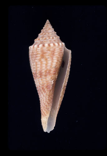 Conus orbignyi  Audouin, 1831 Primary Type Image