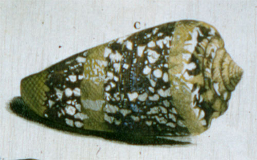 Conus ammiralis ordinarius  Linnaeus, 1758 Representation of Lectotype Image