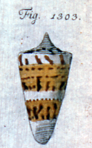 Cucullus ornatus  Röding, 1798 Representation of Lectotype Image