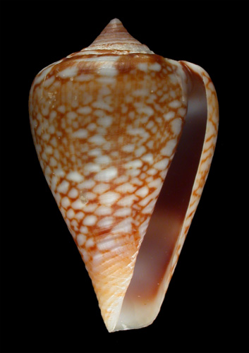 Conus orri  Ninomiya & da Motta in da Motta, 1982 Paratype Image