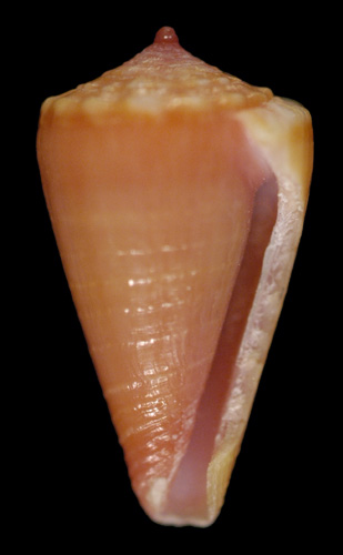 Conus (Purpuriconus) ortneri  Petuch, 1998 Primary Type Image