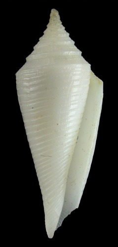 Conus pacei  Petuch, 1987 Primary Type Image