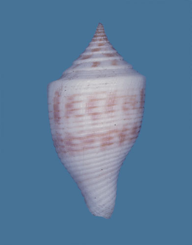 Conus pagodus  Kiener, 1847 Primary Type Image