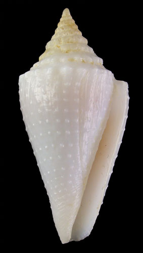 Conus granarius panamicus  Petuch, 1990 Primary Type Image