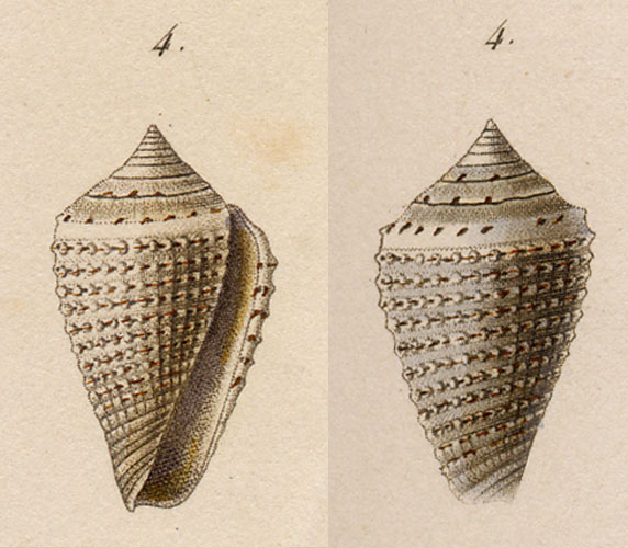 Conus papillosus  Kiener, 1847 Representation of Holotype Image