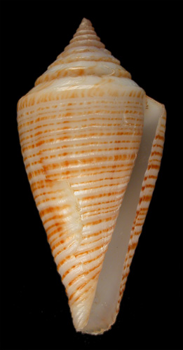 Conus papuensis  Coomans & Moolenbeek, 1982 Primary Type Image