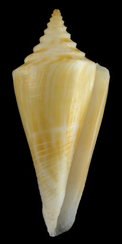 Conus parascalaris  Petuch, 1987 Primary Type Image