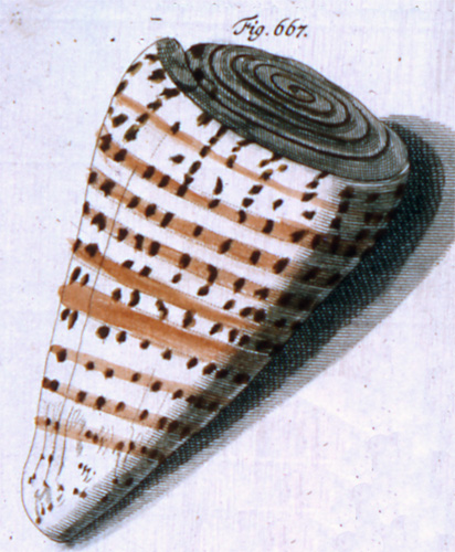 Cucullus pardus  Röding, 1798 Representation of Lectotype Image