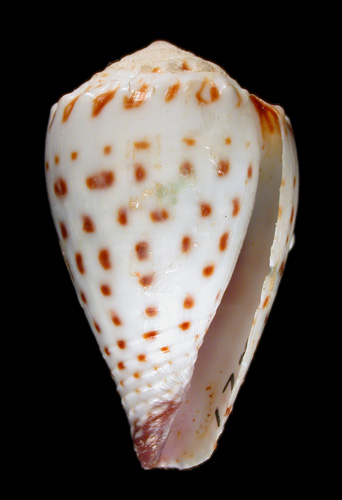 Conus musicus parvatus  Walls, 1979 Primary Type Image