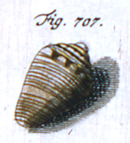 Conus parvulus  Link, 1807 Representation of Lectotype Image