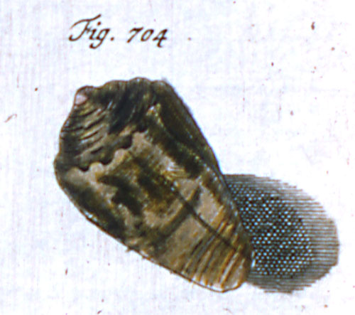 Conus parvus  Gebauer, J. J., 1802 Representation of Lectotype Image