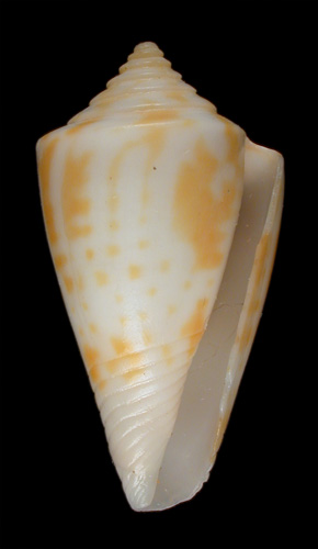 Conus (Leptoconus) paschalli  Petuch, 1998 Primary Type Image