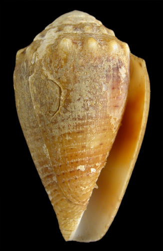 Conus miliaris pascuensis  Rehder, 1980 Primary Type Image