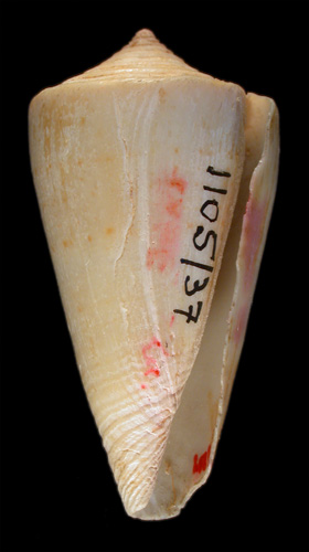 Conus pastinaca  Lamarck, 1810 Primary Type Image