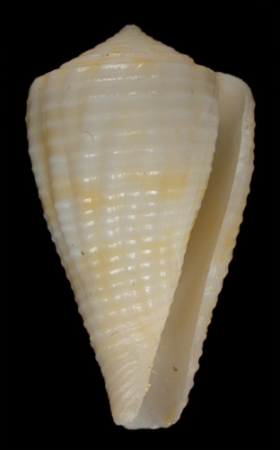 Conus patae  Abbott, 1971 Primary Type Image