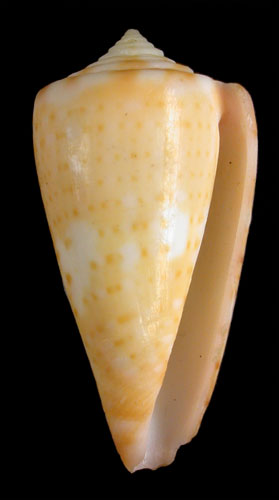 Conus floridanus patglicksteinae  Petuch, 1987 Primary Type Image