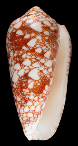 Conus patonganus  da Motta, 1982 Primary Type Image