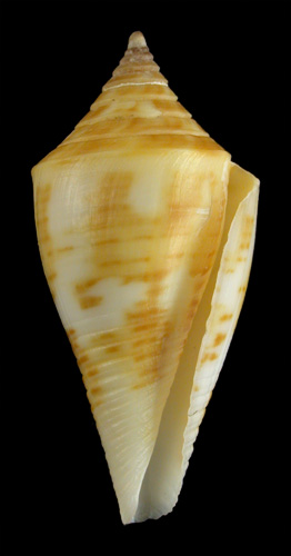 Conus paulae  Petuch, 1988 Primary Type Image