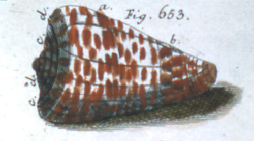 Cucullus pavimentum  Röding, 1798 Representation of Lectotype Image