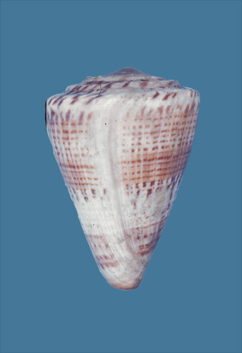 Conus pazii  Bernardi, 1857 Primary Type Image