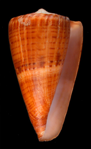 Conus peli  Moolenbeek, 1996 Primary Type Image