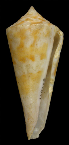 Conus perprotractus  Petuch, 1987 Primary Type Image