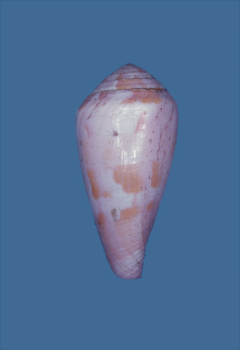 Conus pertusus  Hwass in Bruguière, 1792 Primary Type Image