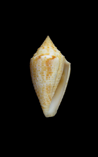 Jaspidiconus pfluegeri  Petuch, 2004 Primary Type Image