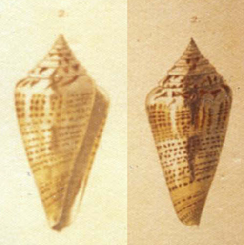 Conus philippii  Kiener, 1847 Representation of Holotype Image