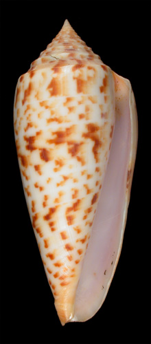 Conus phuketensis  da Motta, 1978 Primary Type Image