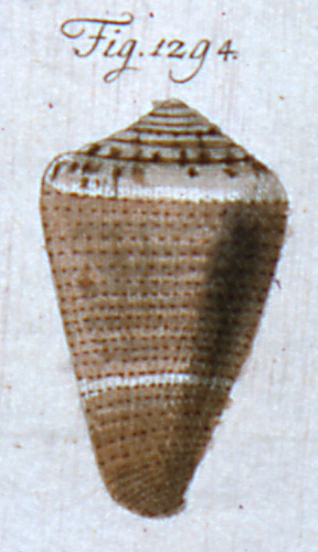 Conus piperatus  Dillwyn, 1817 Representation of Lectotype Image