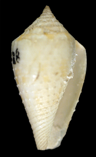 Conus verrucosus piraticus  Clench, 1942 Primary Type Image