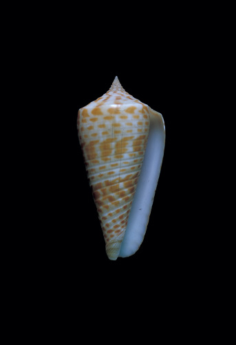 Conus planiliratus  Sowerby iii, 1870 Primary Type Image