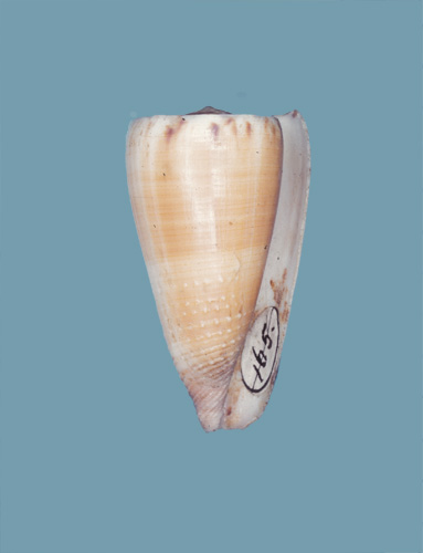 Conus planorbis  Born, 1778 Primary Type Image