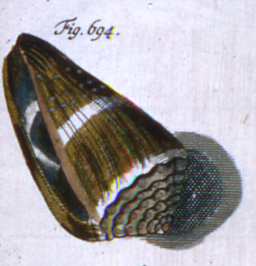 Conus plebejus  Link, 1807 Representation of Lectotype Image