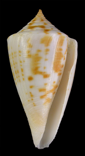 Conus portobeloensis  Petuch, 1990 Primary Type Image